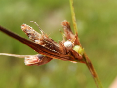 Scleria ciliata