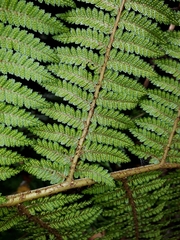 Cyathea colensoi