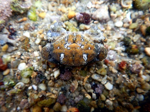 jaguar round crab, photo 3 of 10