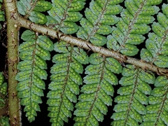 Cyathea colensoi