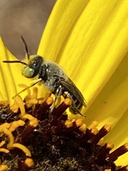 Calliopsima