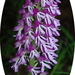 Orchis purpurea caucasica - Photo (c) Katya,  זכויות יוצרים חלקיות (CC BY), הועלה על ידי Katya