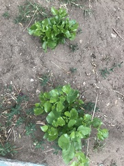 Dichondra occidentalis
