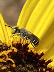 Calliopsima