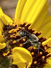 Calliopsima