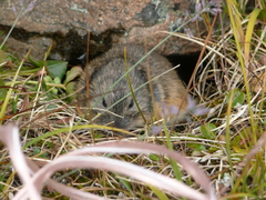 Lemmus trimucronatus