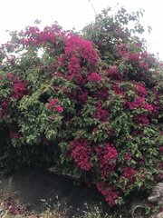 Bougainvillea