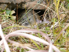 Lemmus trimucronatus