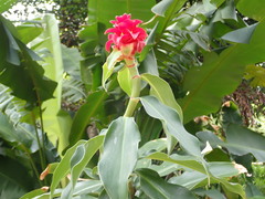 Costus barbatus