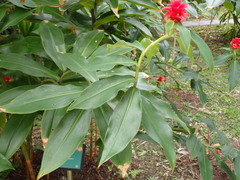 Costus barbatus