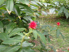 Costus barbatus