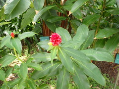 Costus barbatus