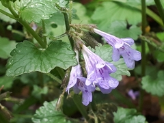 Glechoma hederacea