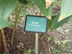 Costus barbatus