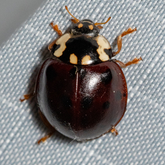Anatis labiculata