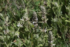 Stachys albens