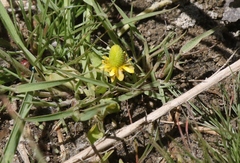 Halerpestes cymbalaria