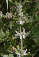 Stachys albens