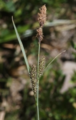 Carex senta