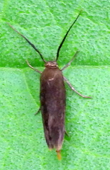Scythris fuscicomella