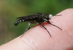 Cyrtopogon vandykei
