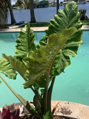 Alocasia fornicata