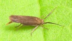 Scythris fuscicomella