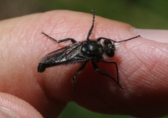 Cyrtopogon vandykei