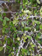 Coprosma dumosa
