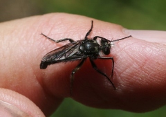 Cyrtopogon vandykei
