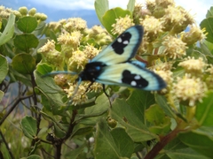Chrysocale