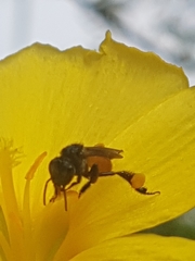Trigona fulviventris