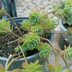 Crassuloideae