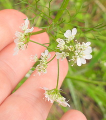 Coriandreae