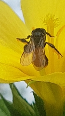 Trigona fulviventris