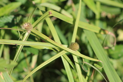 Cyperus ruwenzoriensis