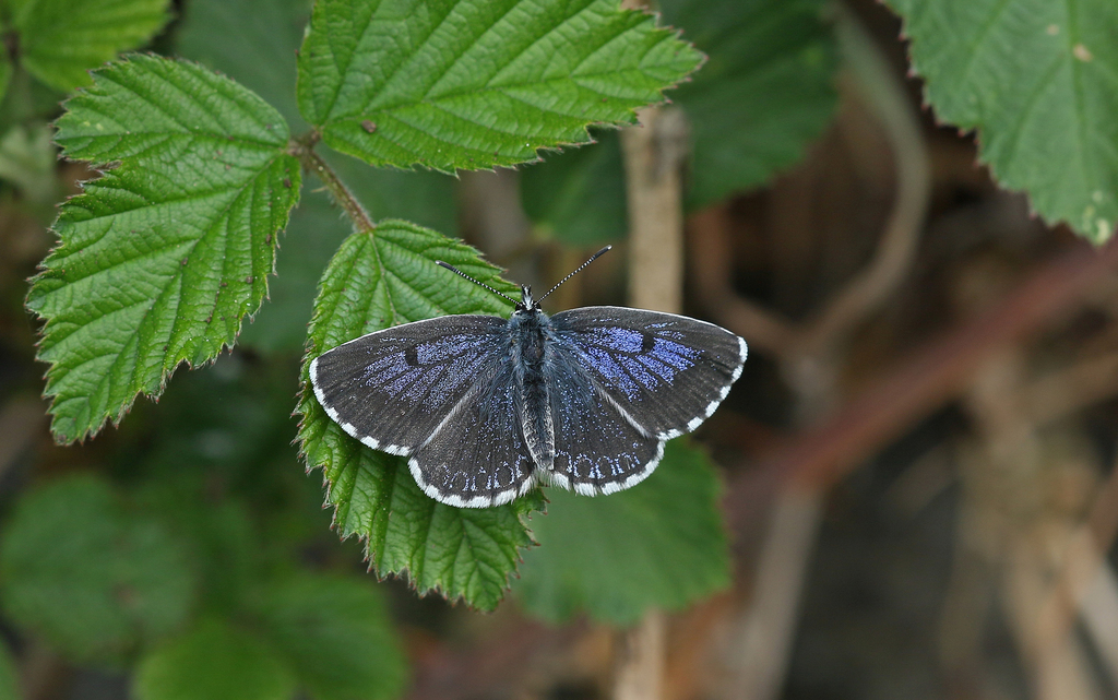 Chequered Blue