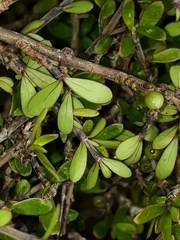 Coprosma dumosa