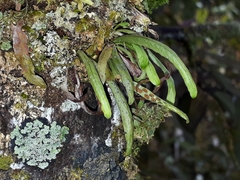 Notogrammitis angustifolia nothofageti