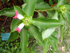 Costus phyllocephalus