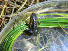Microbatrachella capensis