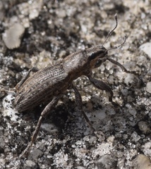 Tanymecus