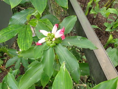 Costus phyllocephalus
