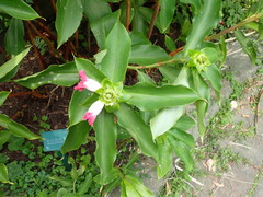 Costus phyllocephalus