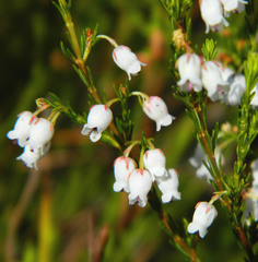 Erica margaritacea