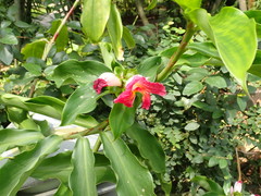 Costus phyllocephalus