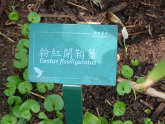 Costus phyllocephalus