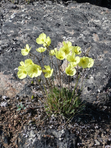Lapland Poppy