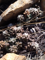 Anacampseros subnuda