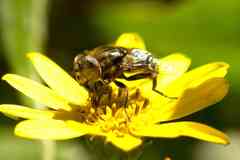Eristalinus